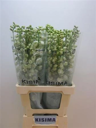 Stračonôžka Elatum Guardian White • 70 cm