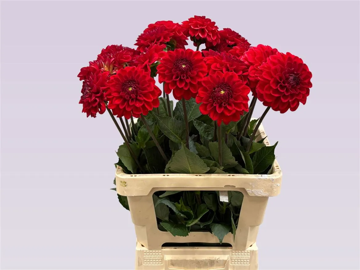 Georgína Red 7 • 65 cm
