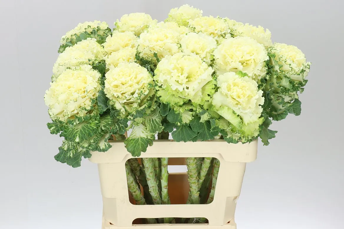 Okrasná kapusta First White • 60 cm