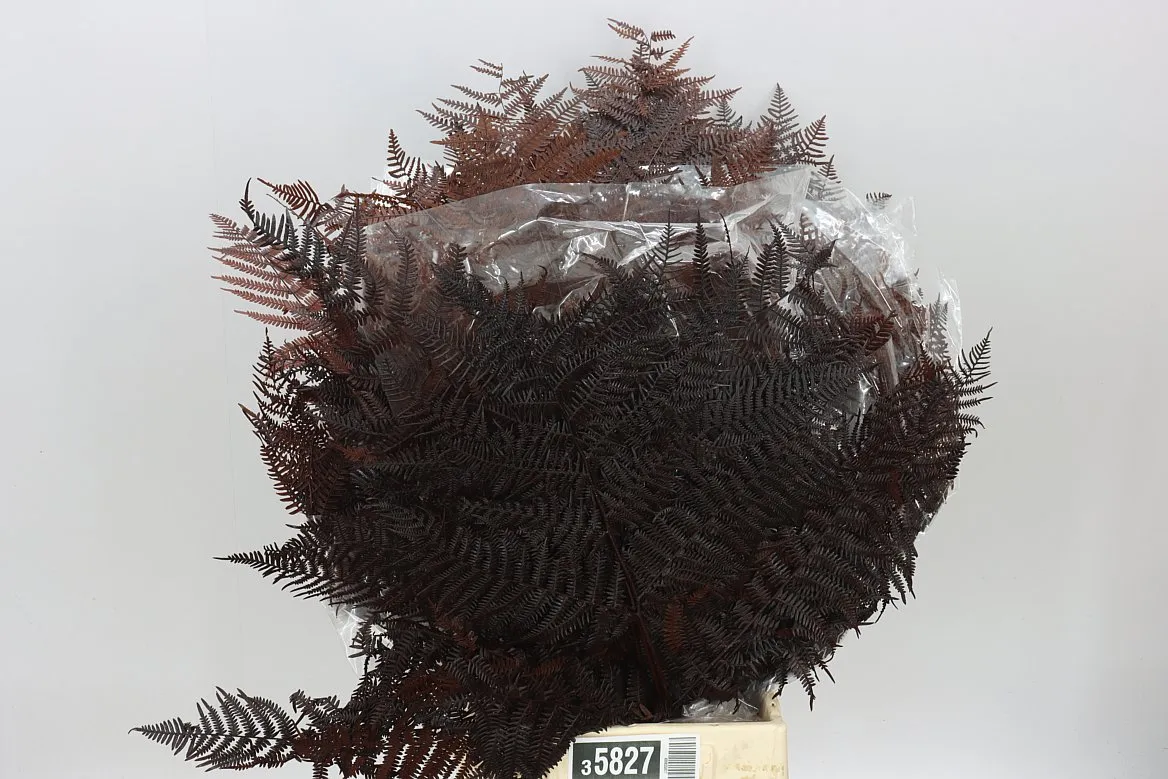 Pres Bracken Brown • 60 cm