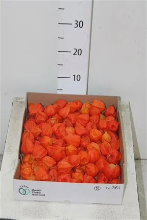Physalis Lampion Los