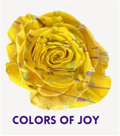 Ruža farbená Colors Of Joy, Ekvádor • 50 cm