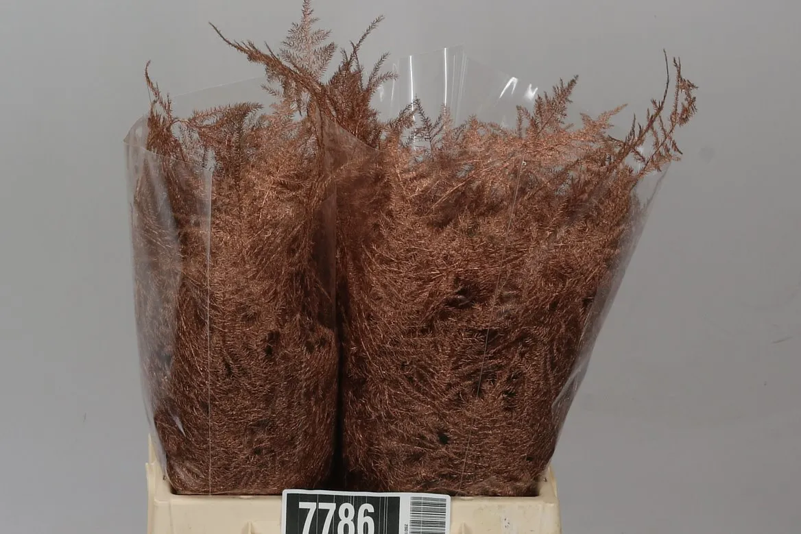 Asparágus 1e Veren Copper • 45 cm