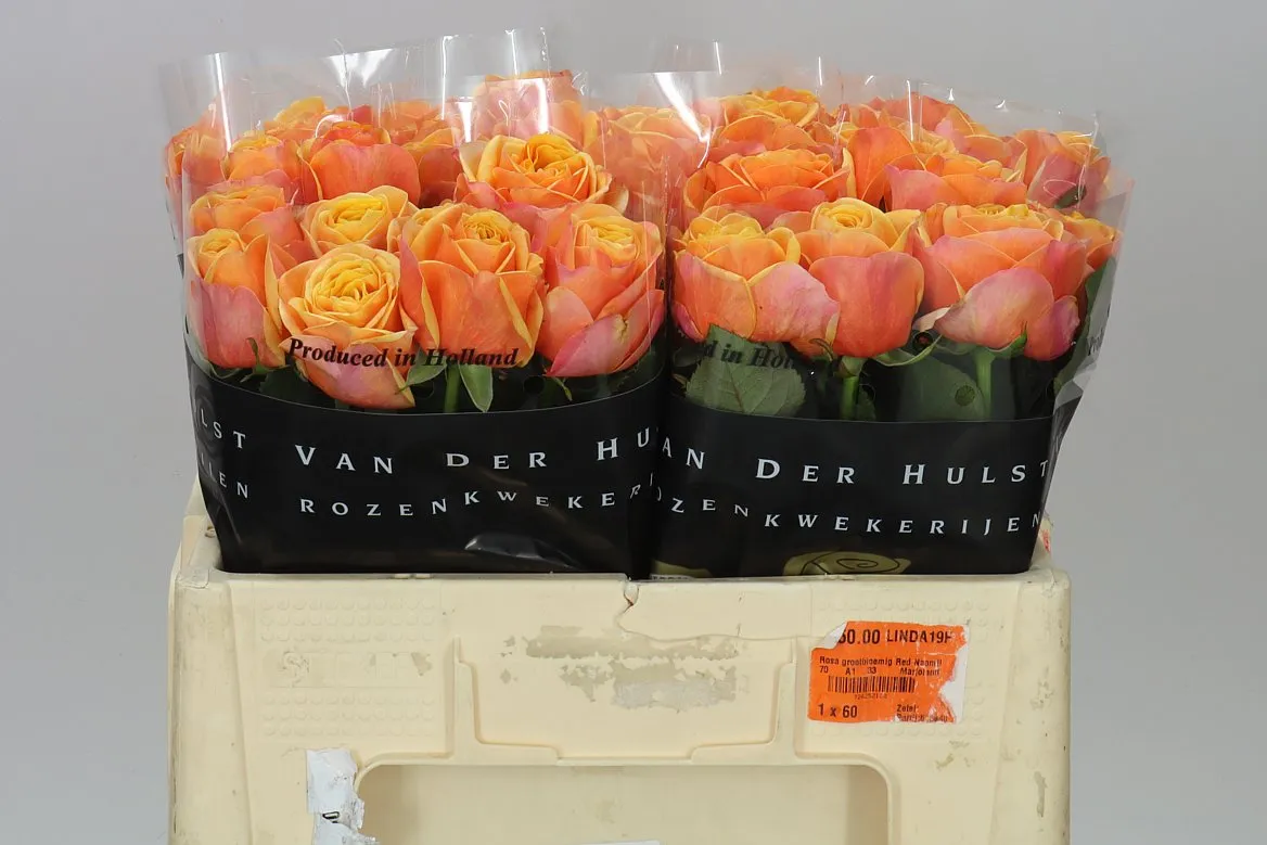Rosa Gr Heliane Orange+ • 50 cm