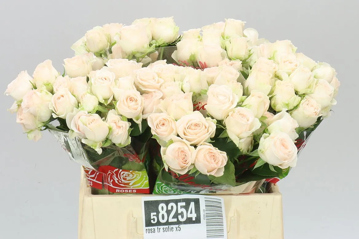 Ruža trsová Sofie X5 • 40 cm
