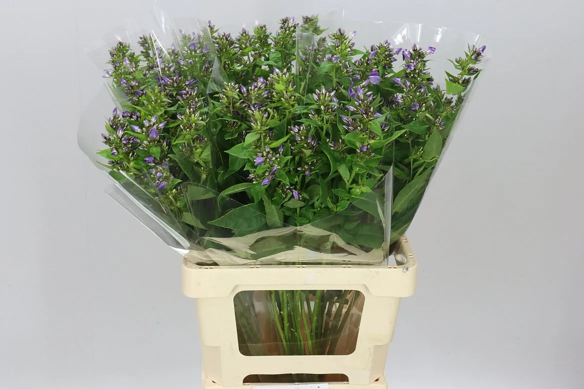 Flox Crissy Blue • 70 cm