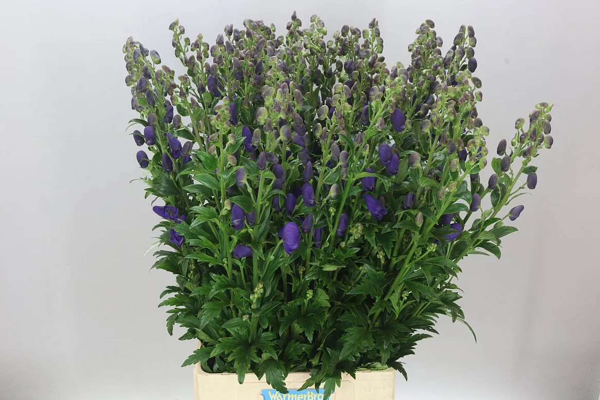 Aconitum Car Arendsii • 95 cm