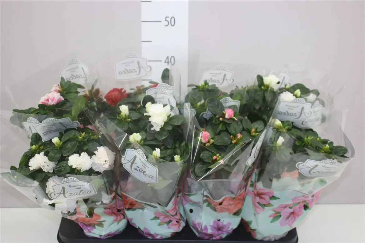 Azalka na kmienku mix A2 • črepník 13 cm