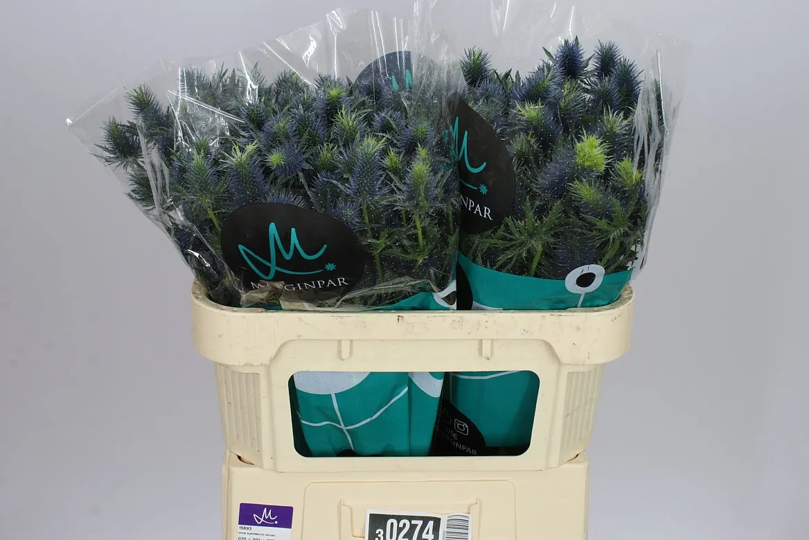 Eryngium Supernova • 70 cm
