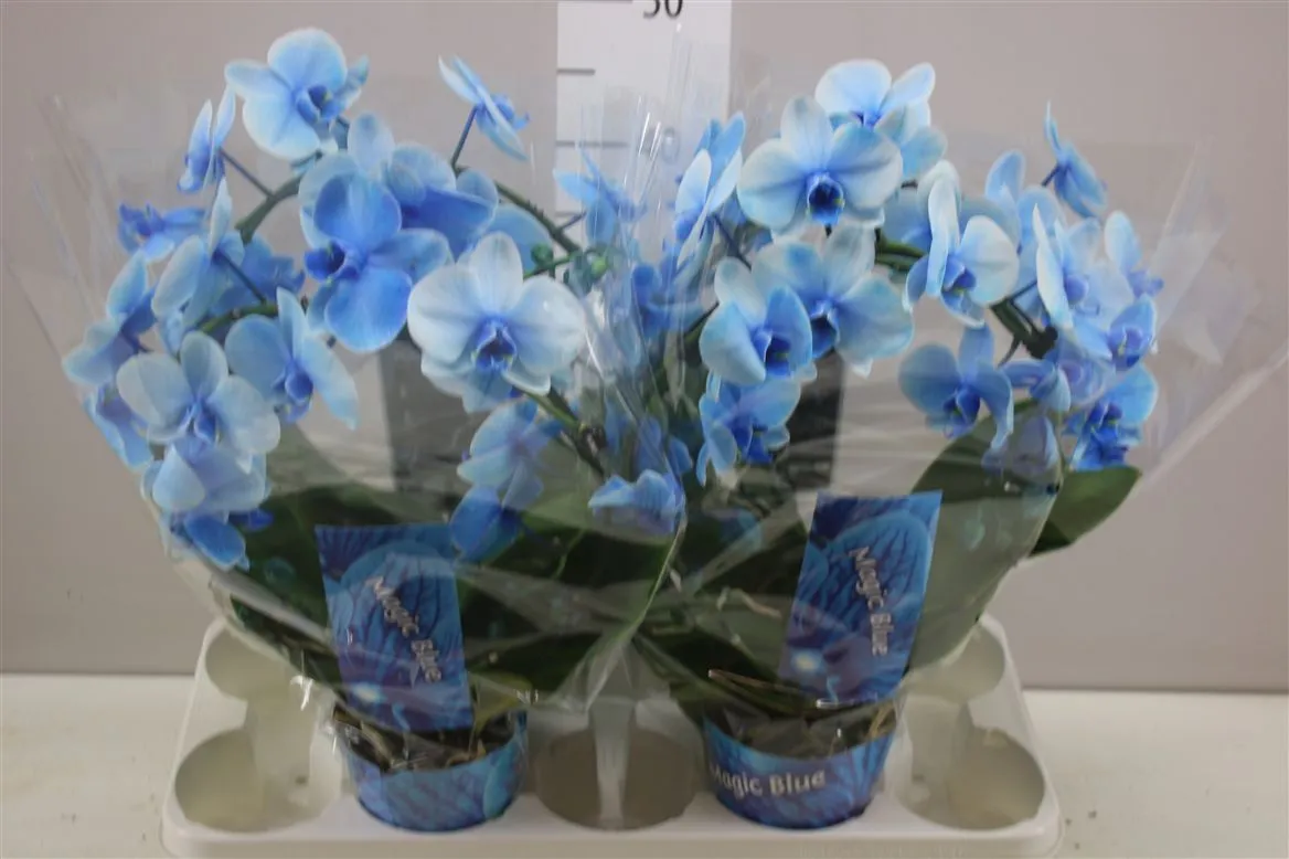 Orchidea Phalaenopsis na oblúku Blue • črepník 12 cm