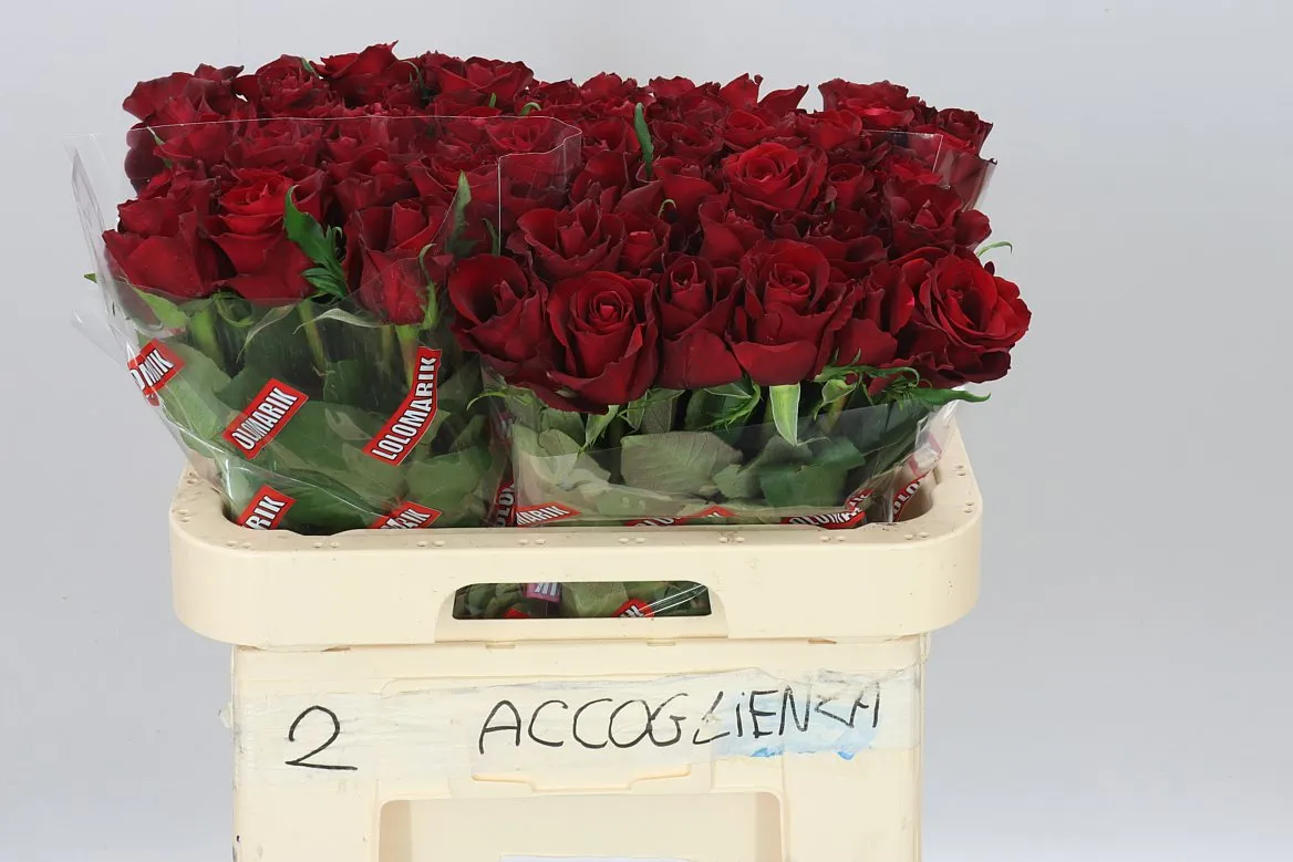 Rosa Gr Ever Red • 60 cm