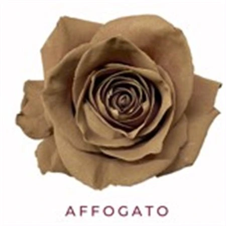 Ruža farbená Affogato, Ekvádor • 50 cm