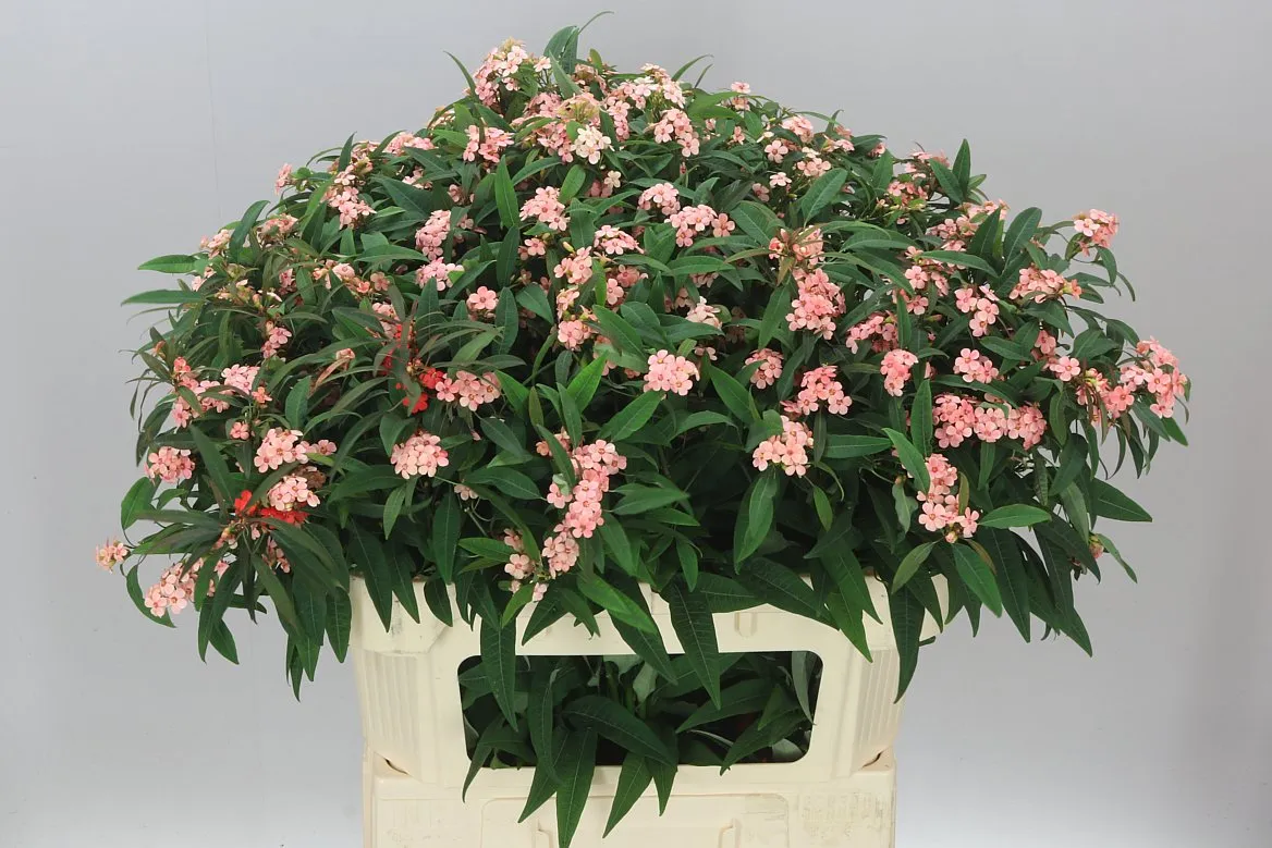 Euphorbia F T Pink Baron • 75 cm