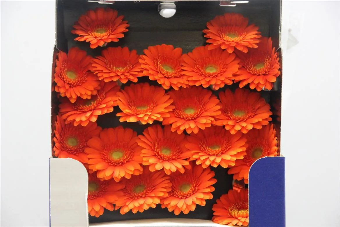 Germini Diamond Garfield • 55 cm
