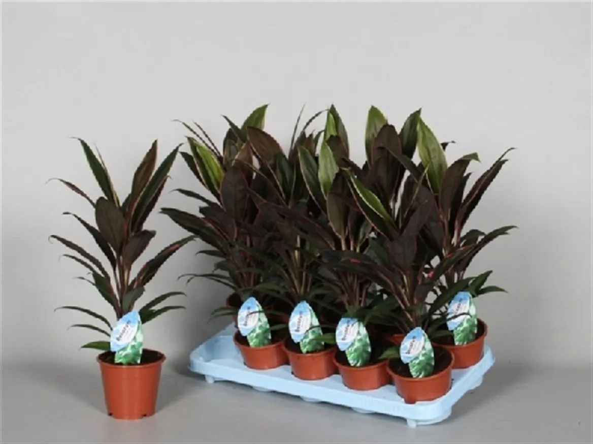 Cordyline Rumba • črepník 12 cm