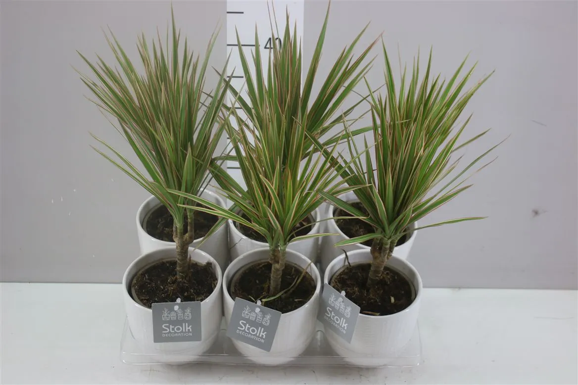 Dracaena Bicolor 1 Stam Liv Keramiek A2 • črepník 13 cm