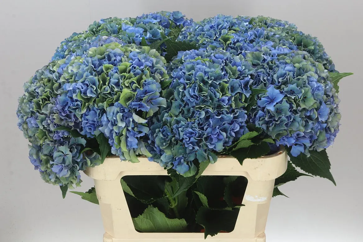 Hortenzia Parade Classic • 80 cm