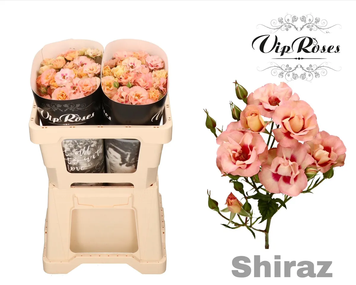 R Tr Shiraz! • 50 cm