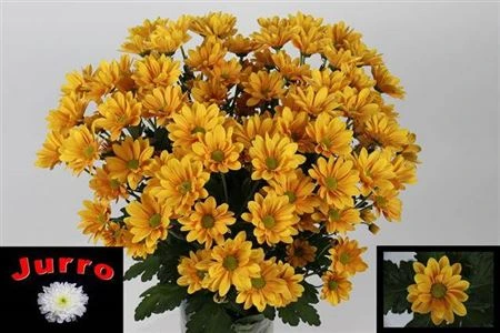Chryzantéma trsová Orangina • 70 cm