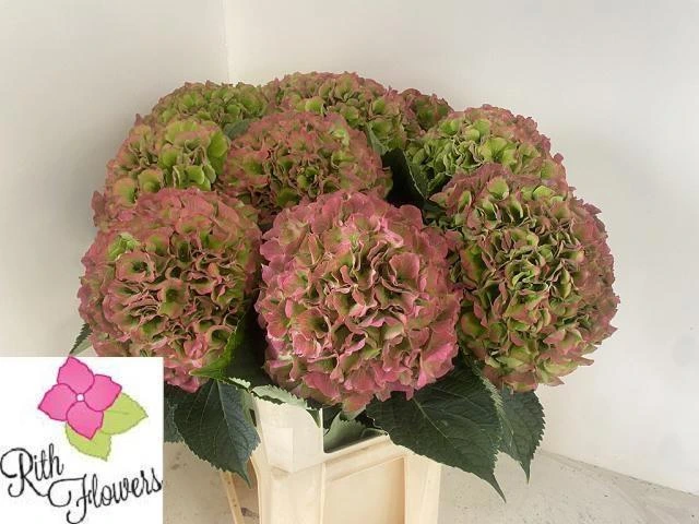 Hortenzia Roy Salute Cl • 80 cm