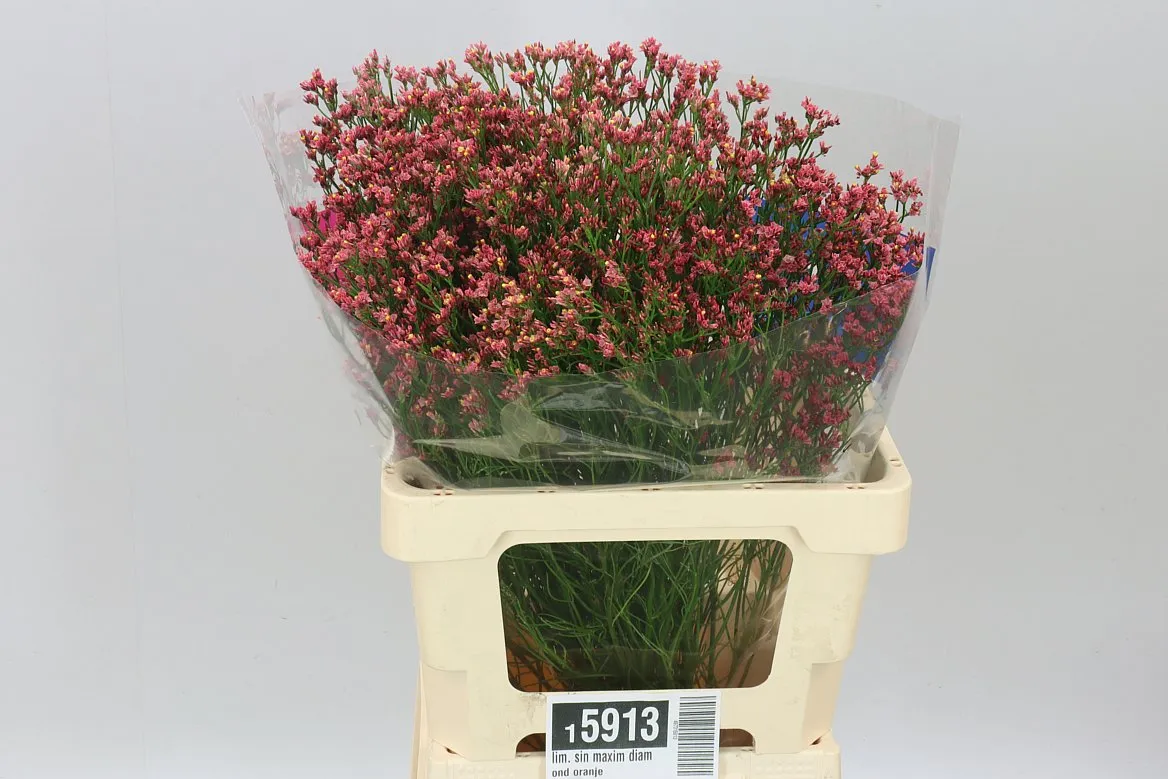 Lim. Sin Maxim Diamond Oranje • 65 cm