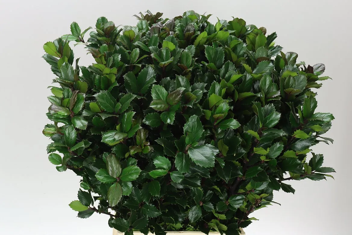 Ilex X Me Blue Prince • 60 cm