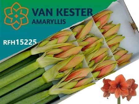 Amarylis Desire • 80 cm