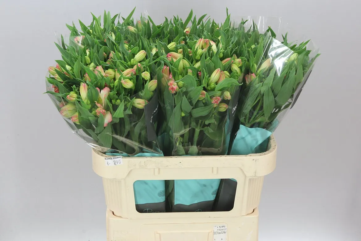 Alstro True Dream Xl • 75 cm