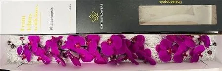 Phal Chiangmai
