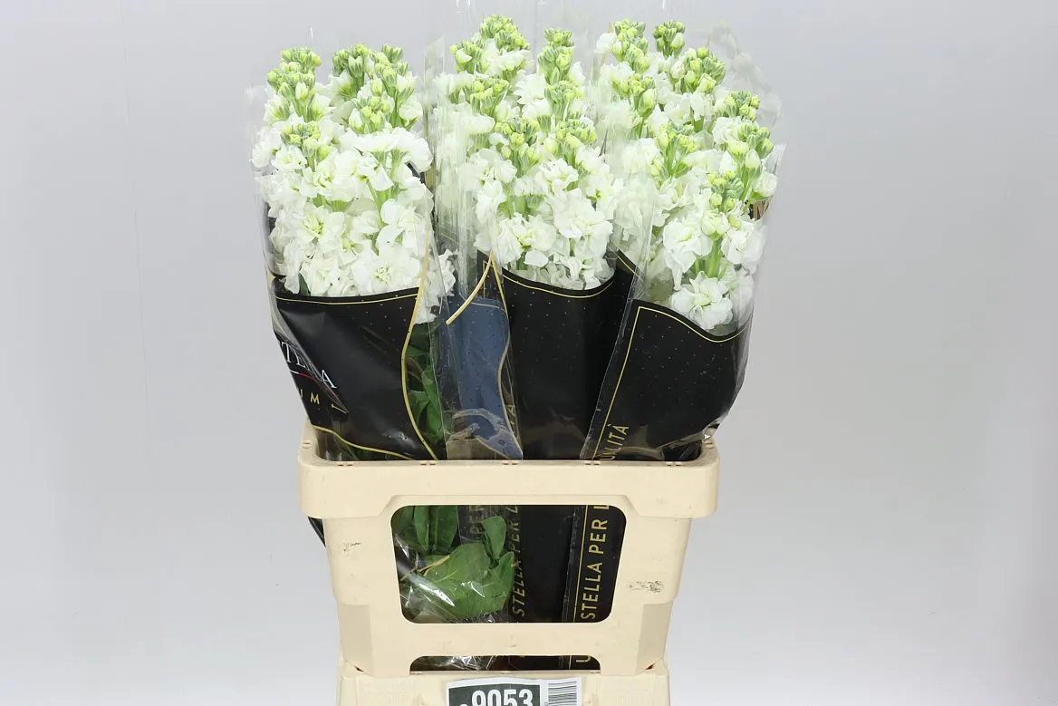 Matthiola White It. Imp • 70 cm