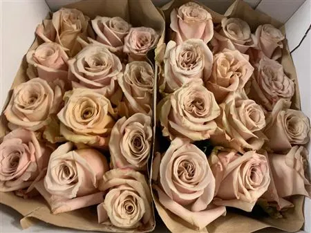 Rosa Gr Gar Sand Dune • 50 cm