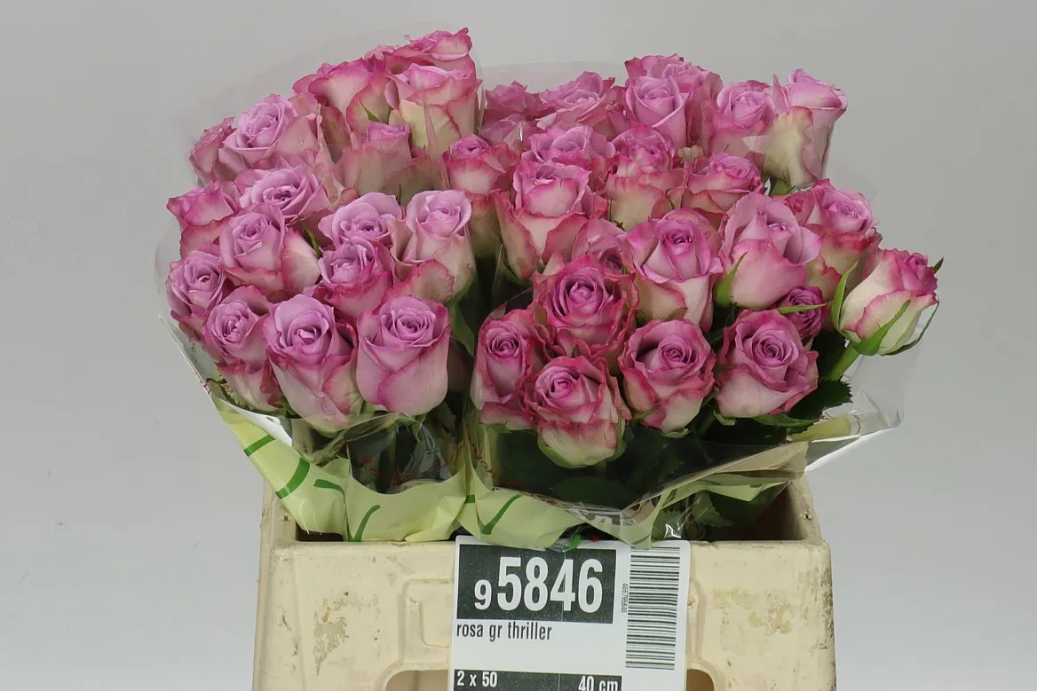 Rosa Gr Thriller • 40 cm