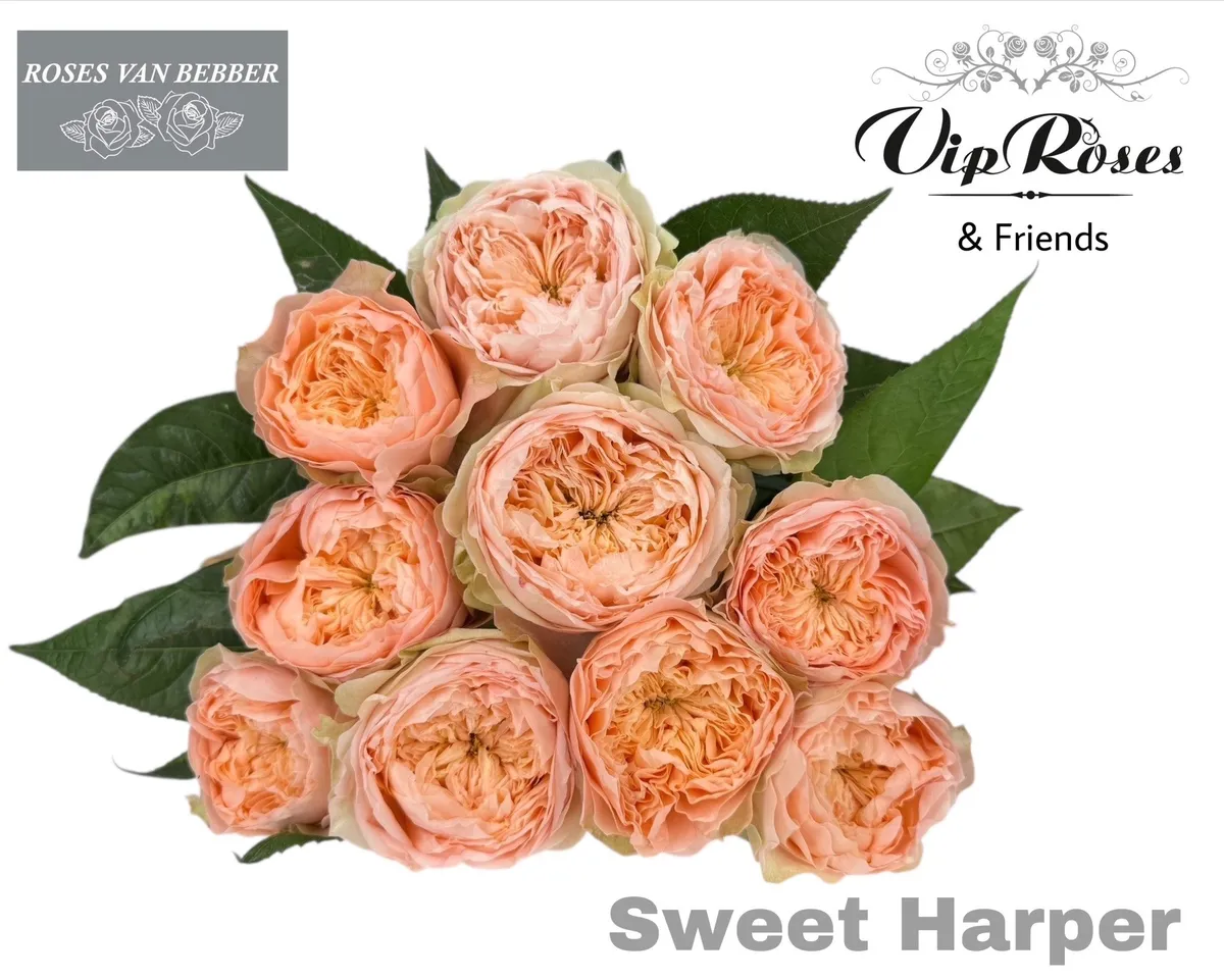 R Gr Sweet Harper! • 60 cm
