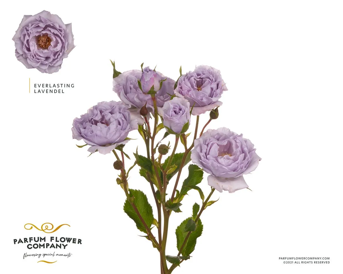 Rosa Spray Everlasting Lavender • 50 cm
