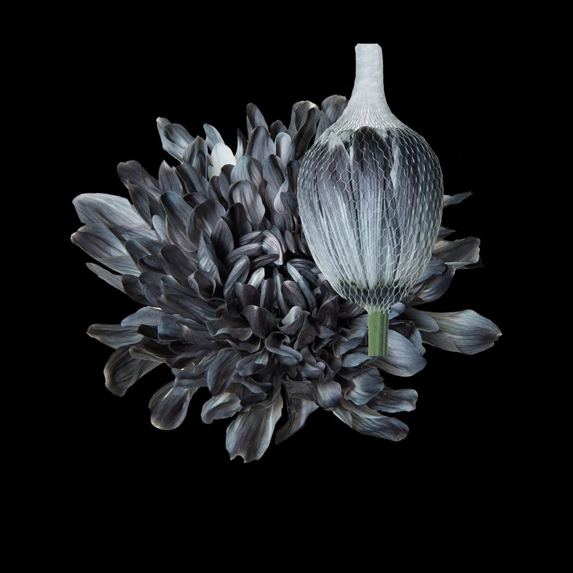 Chryzantéma veľkokvetá Antonov Grey • 70 cm