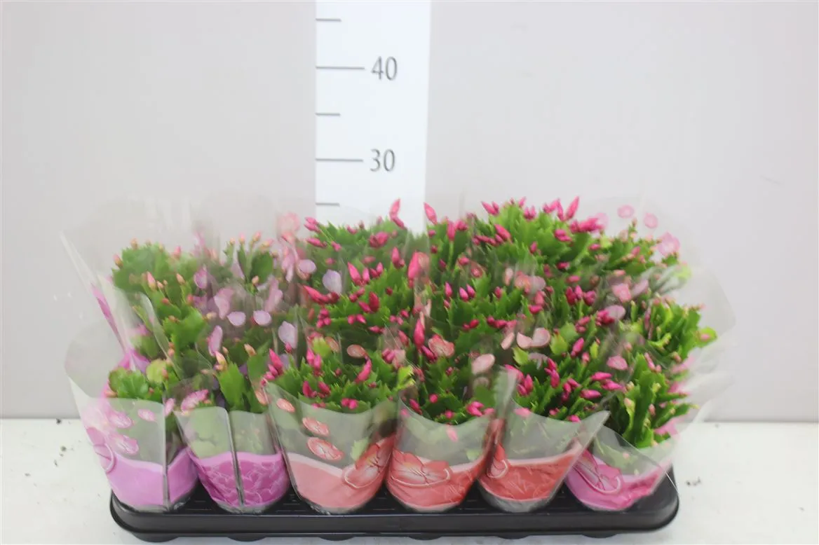 Schlumbergera mix • črepník 9 cm