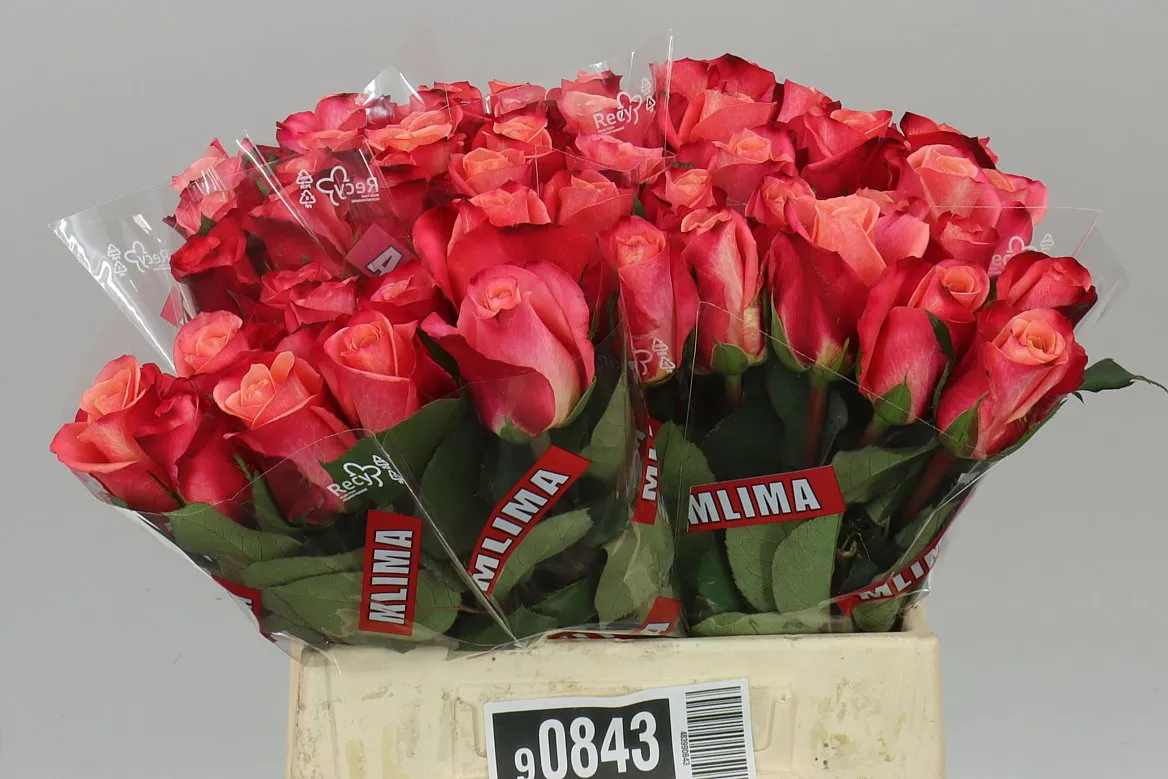 Ruža Helene • 40 cm