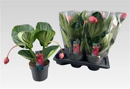 Medinilla Flamenco 2+ • črepník 17 cm