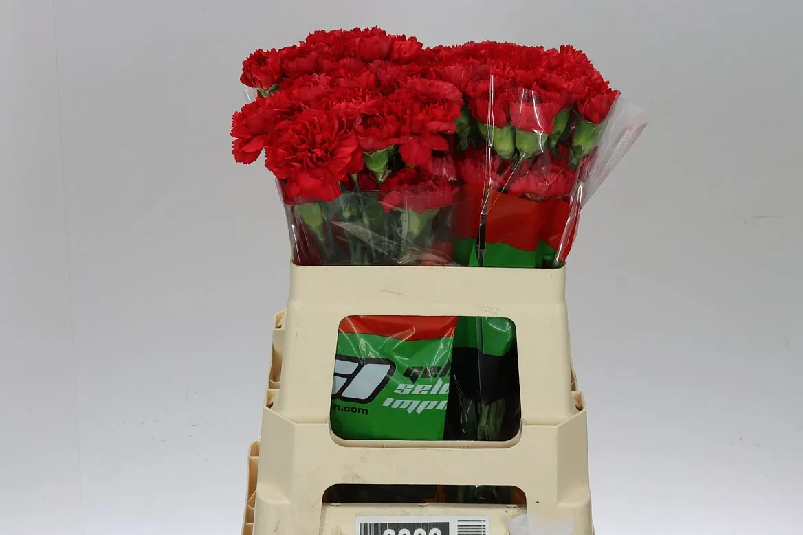 Karafiát Red • 55 cm