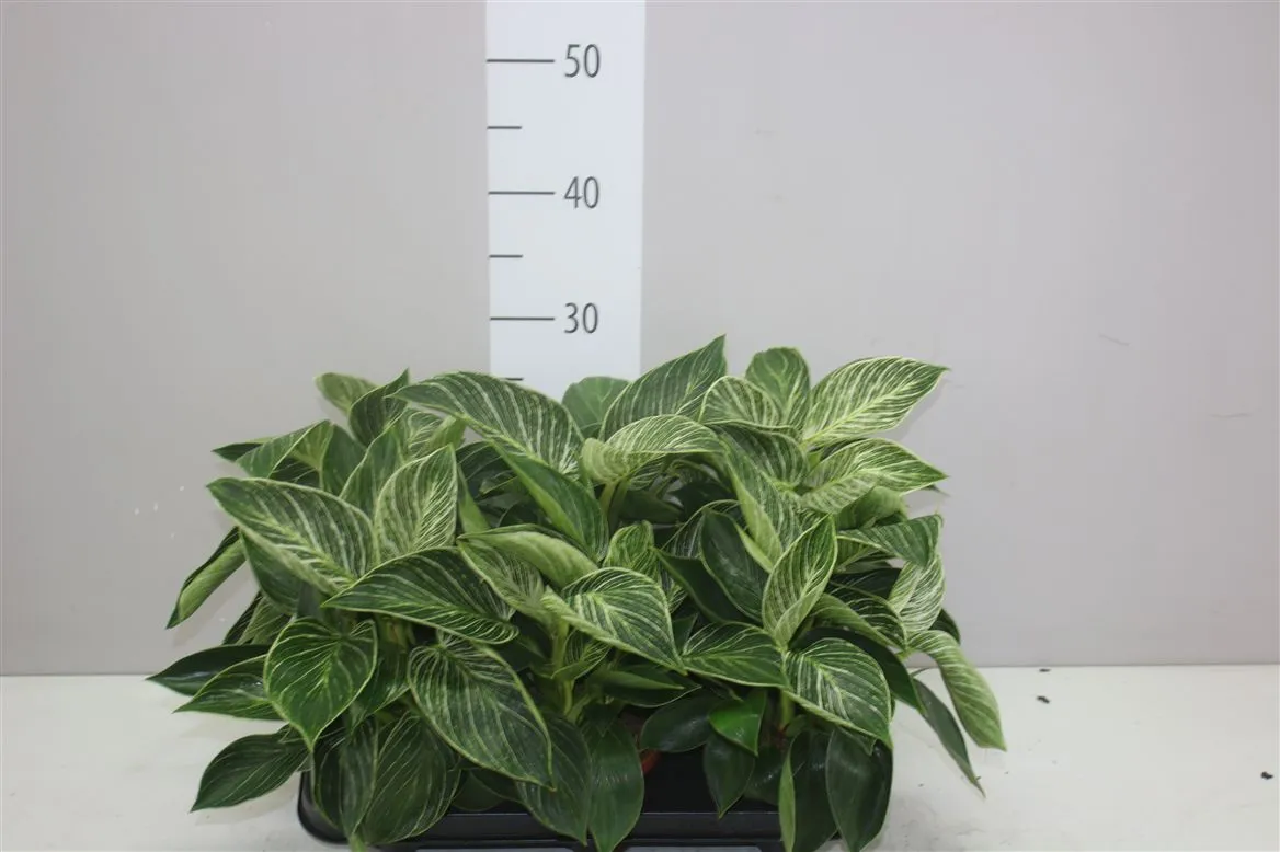 Philodendron White Wave • črepník 12 cm
