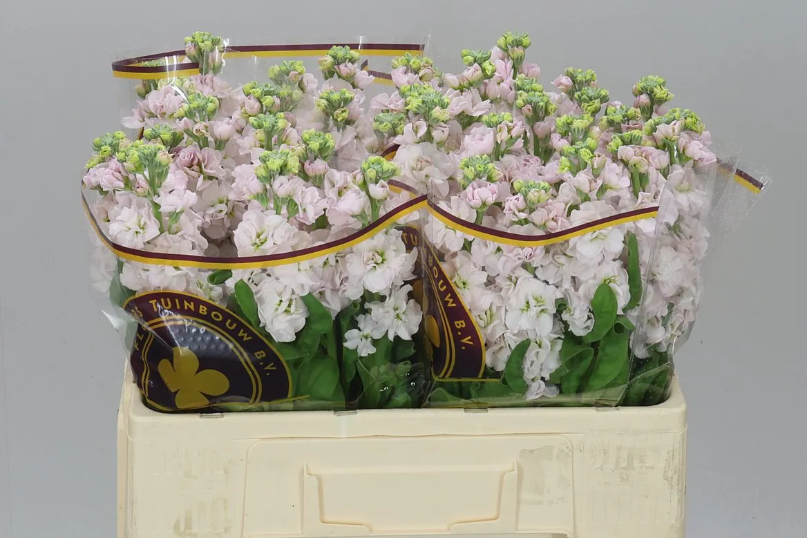 Matthiola Silver • 57 cm
