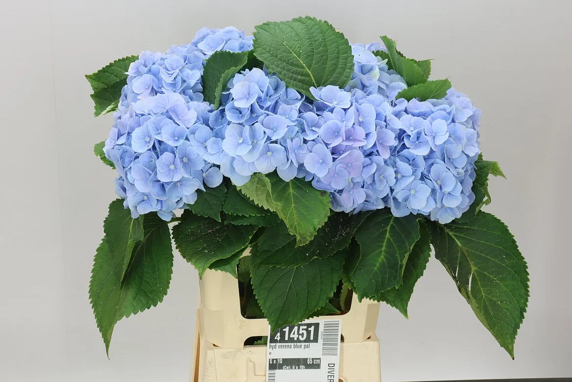Hortenzia Verena Blue Pale • 65 cm