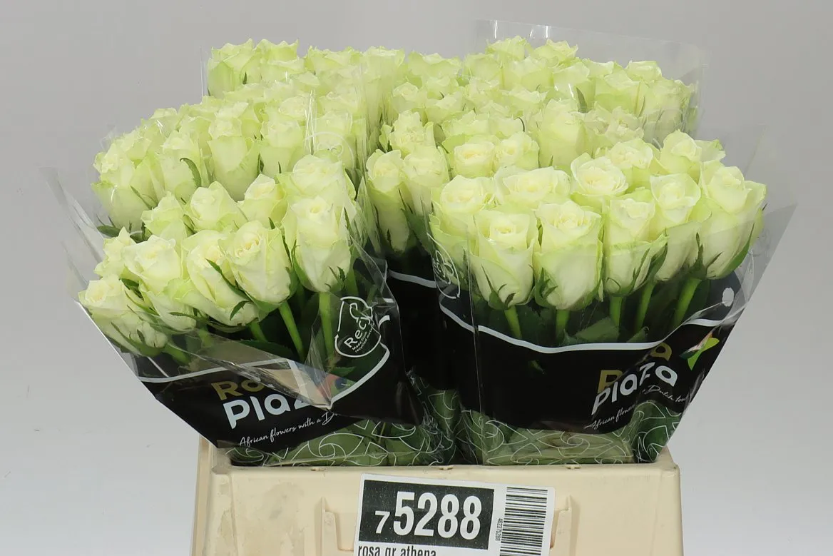 Rosa Gr Athena • 40 cm
