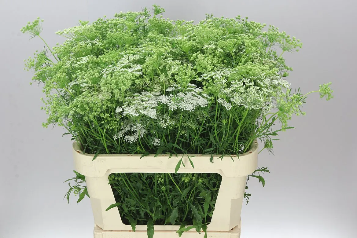 Ammi Majus A2 • 80 cm