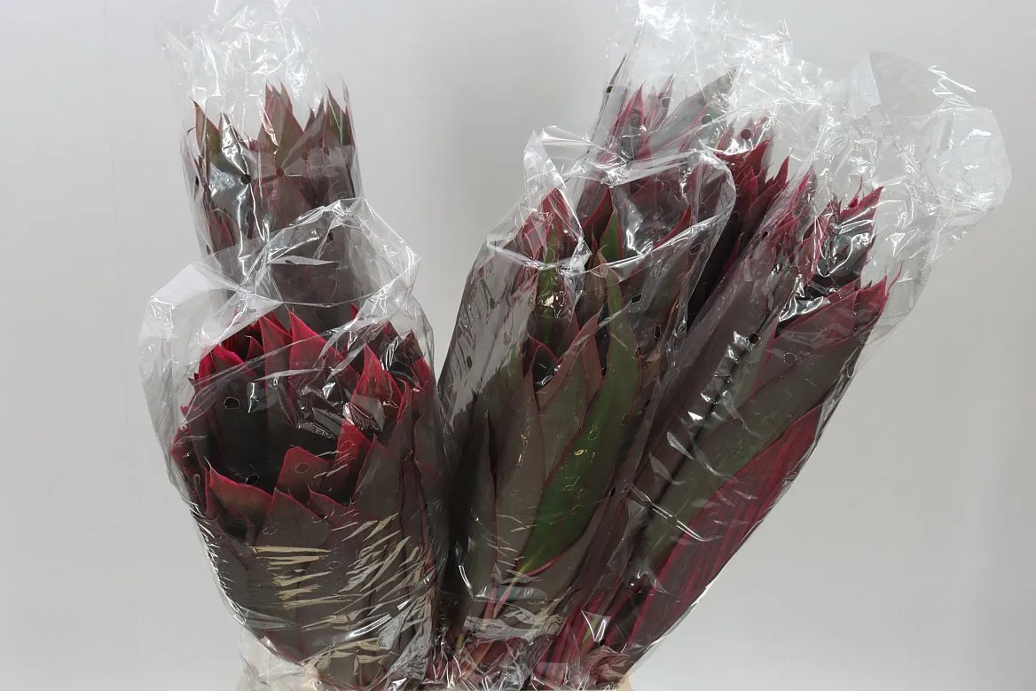 Dracéna Red • 60 cm