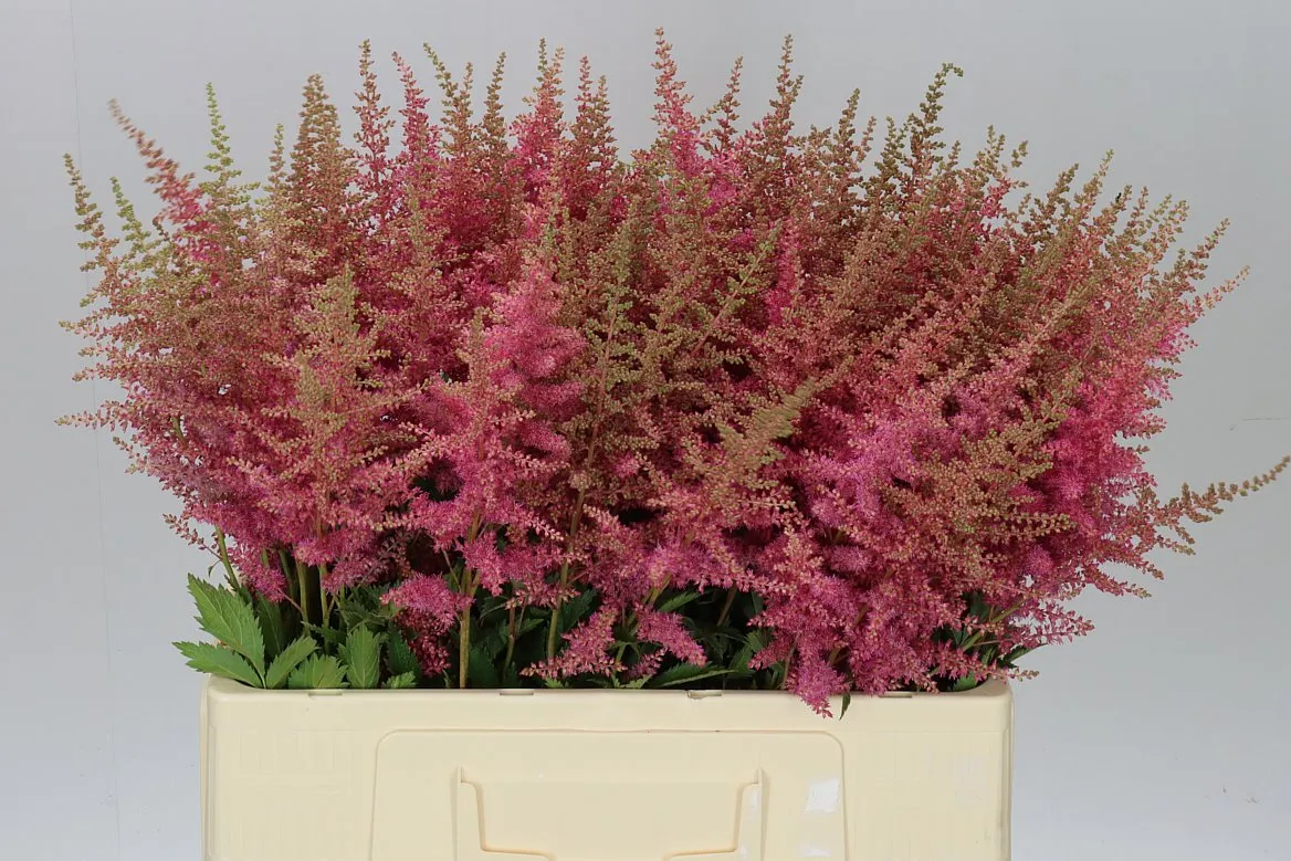 Astilbe Anita Pfeifer • 70 cm