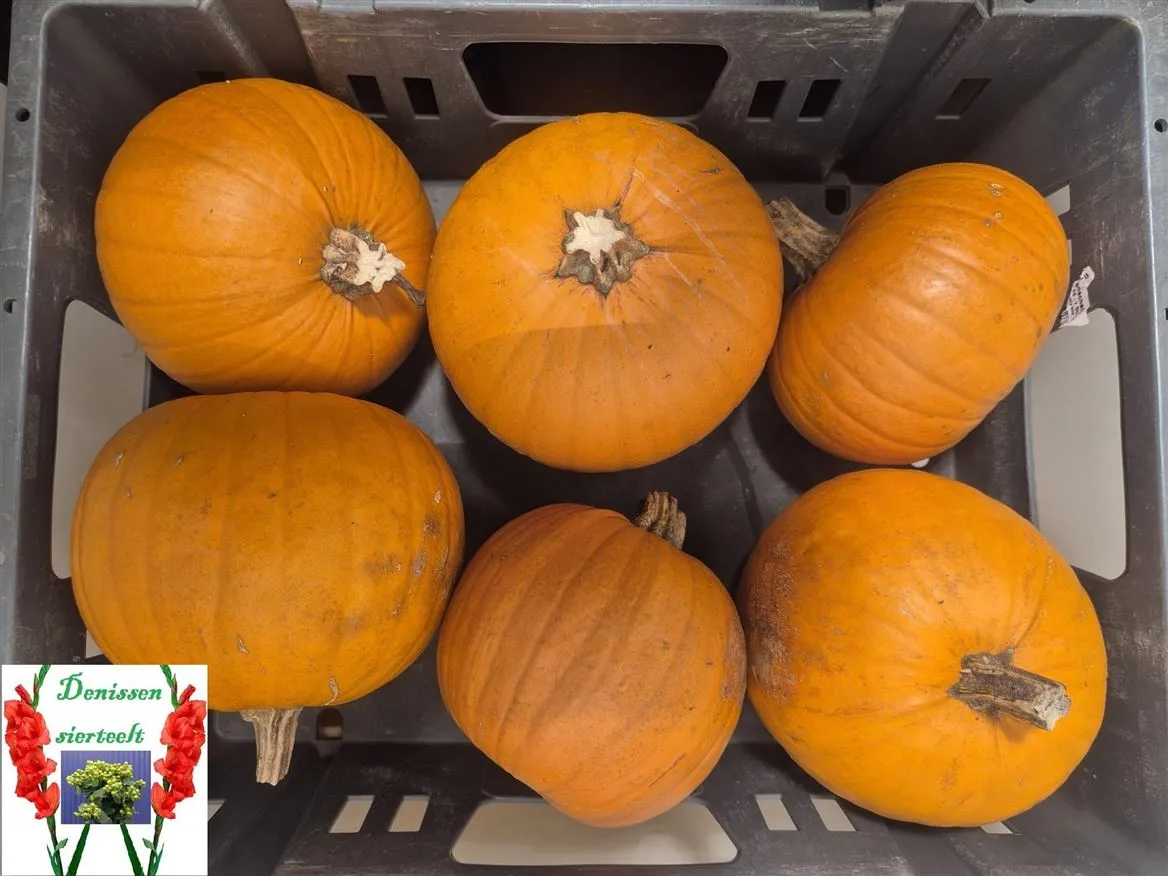 Okrasná tekvica Maxima Halloween