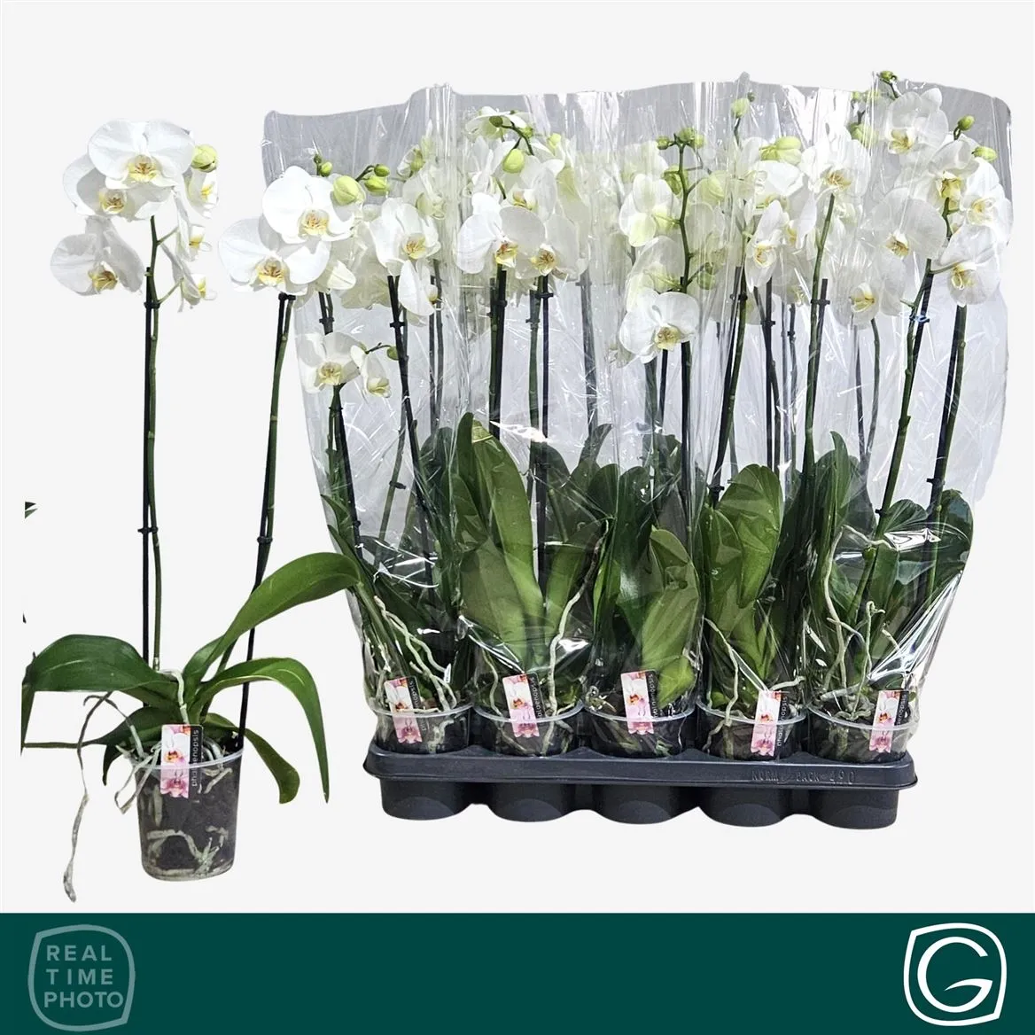 Orchidea Phalaenopsis biela 10+, 2 výhony • črepník 12 cm