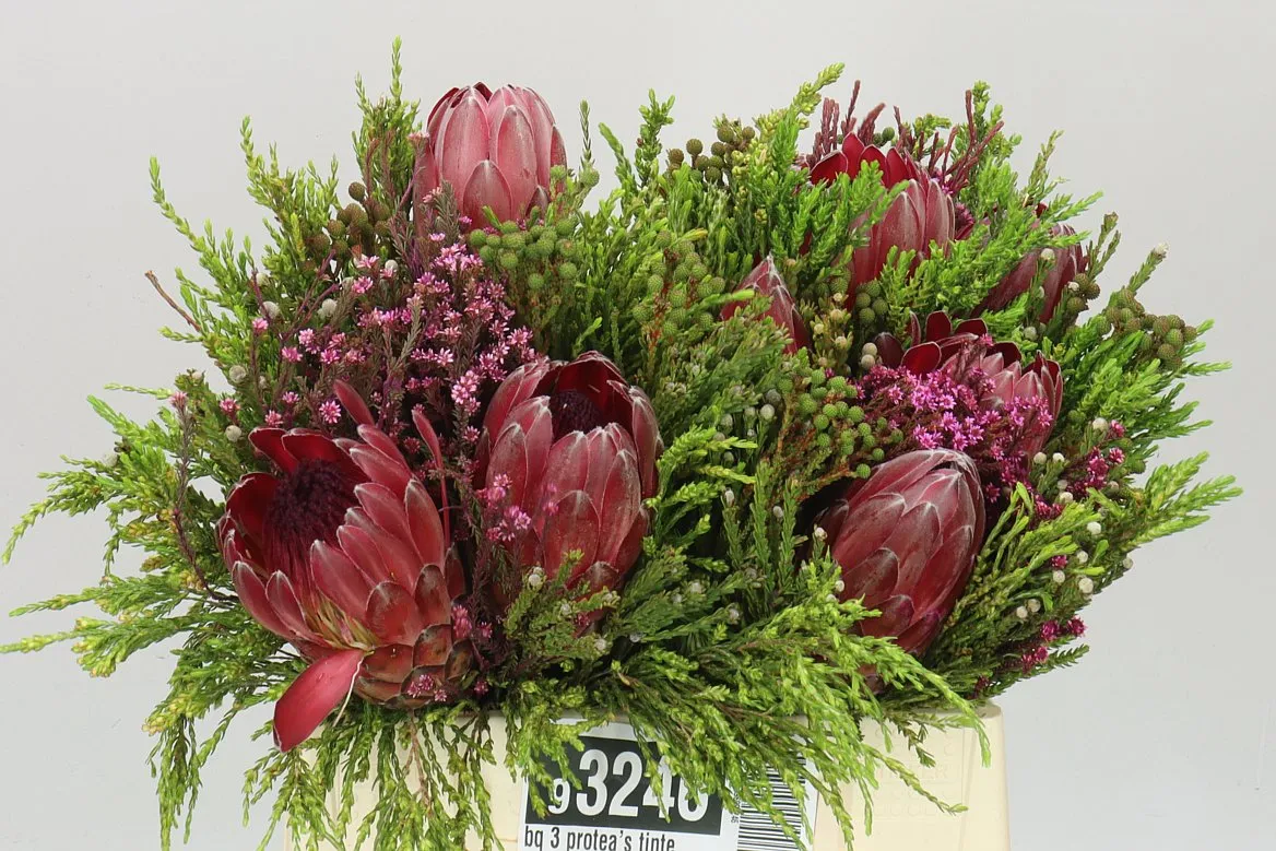 Bq 3 Protea's Tinted • 40 cm