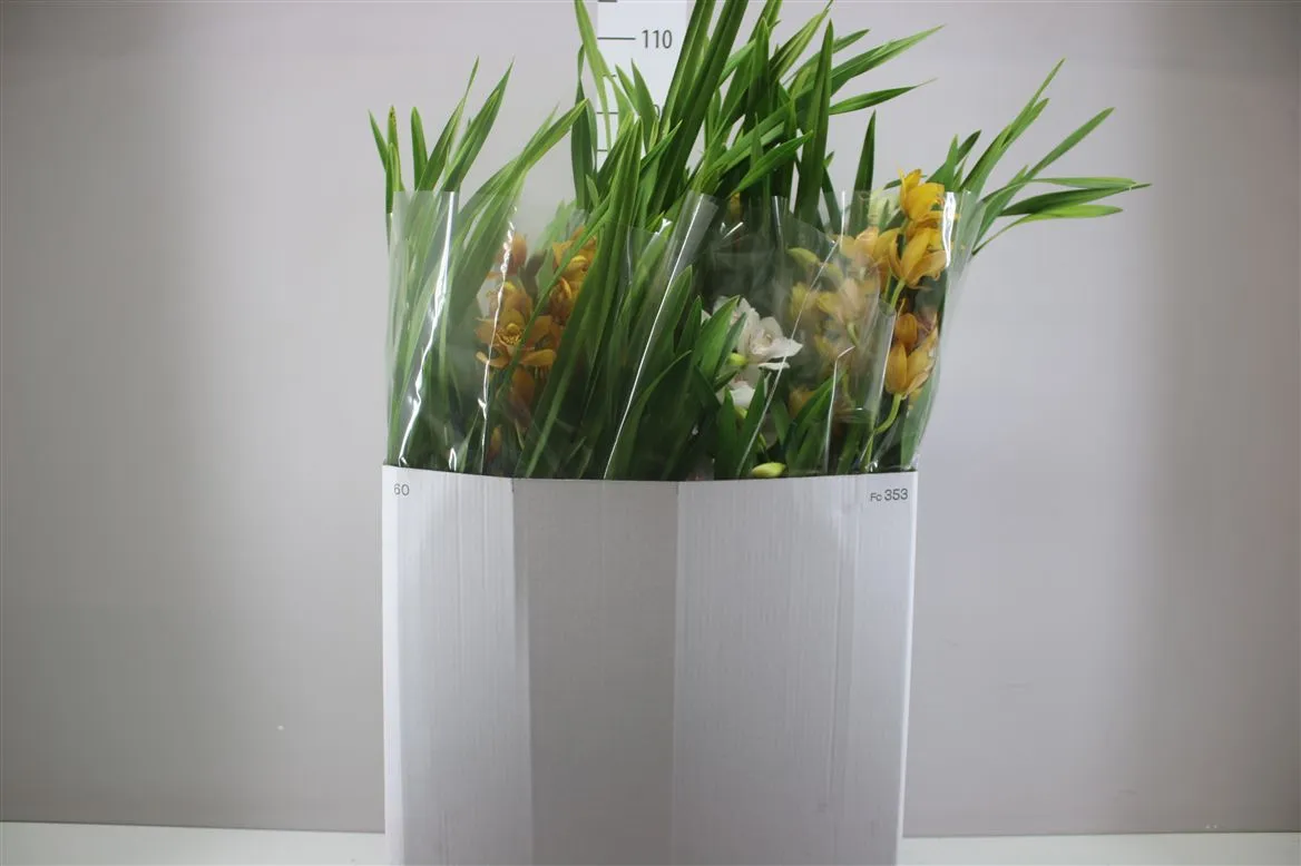Orchidea Cymbidium mix, 5 výhonov • črepník 14 cm